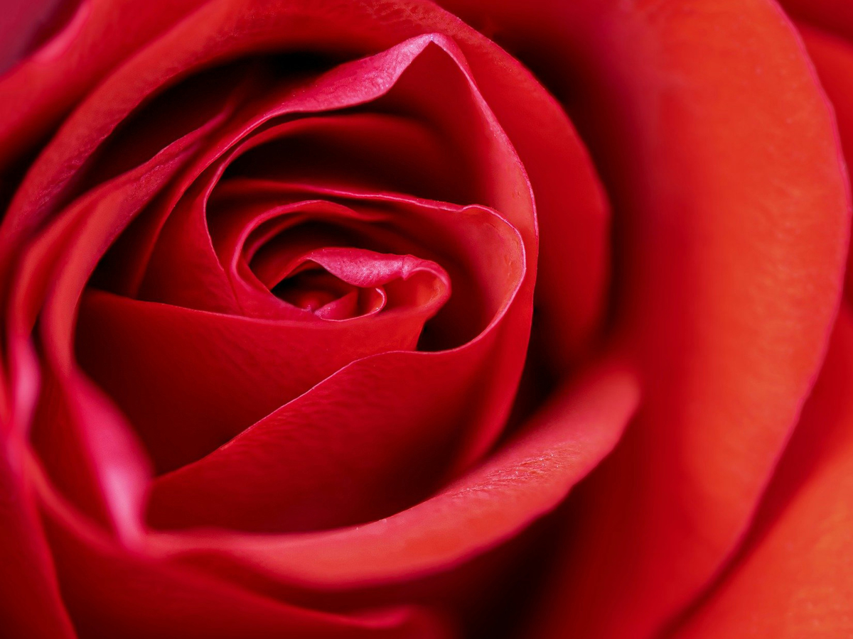 Perfume Layering for Women: Create Your Own Signature Scent